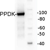 PPDK | Pyruvate orthophosphate dikinase in the group Antibodies Plant/Algal  / Developmental Biology / Signal transduction at Agrisera AB (Antibodies for research) (AS13 2647)